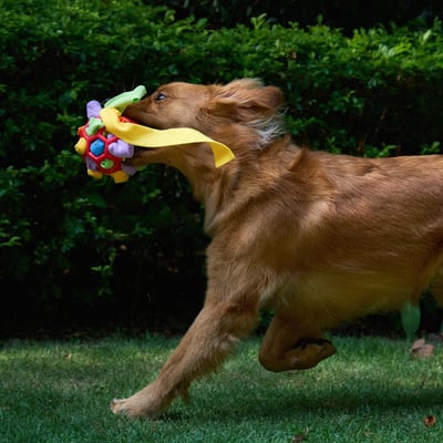 Snuffle Ball Interactive Treat Game