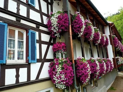 🔥Last Day 49% OFF - 🌺🌷Vivid Artificial Hanging Orchid Bunch（🔥BUY 6 FREE SHIPPING🔥）